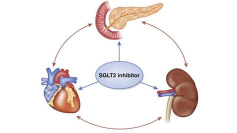 SGLT2 Inhibitors: What It Is, Side Effects, and More – Entirely Health