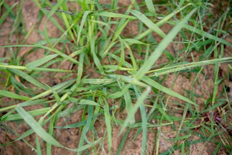 Cynodon dactylon (Bermuda grass)