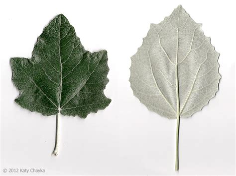 Populus alba (White Poplar): Minnesota Wildflowers