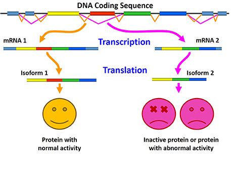 Alternative Splicing of Genes: Definition, Mechanism & Regulation | Study.com