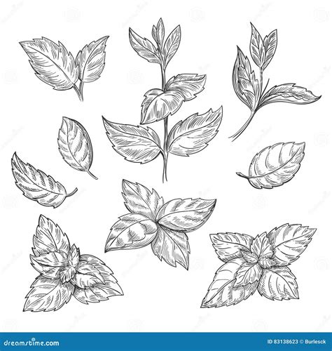 Mint Drawing Set. Isolated Mint Plant And Leaves. Herbal Vector ...