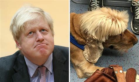 A dog with a 'Boris Johnson haircut' spotted by Labour councillor on ...