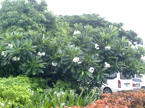 FLOWERS IN THE PHILIPPINES: Kalachuchi Flower