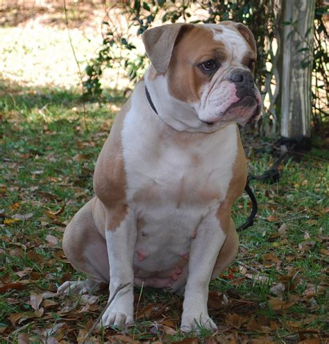 Fawn English Bulldog, Pin on CatDog - Our puppies come with a guarantee ...