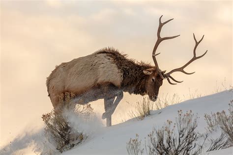 Elk At Yellowstone