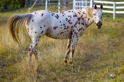 10 Best Horse and Pony Breeds for Kids