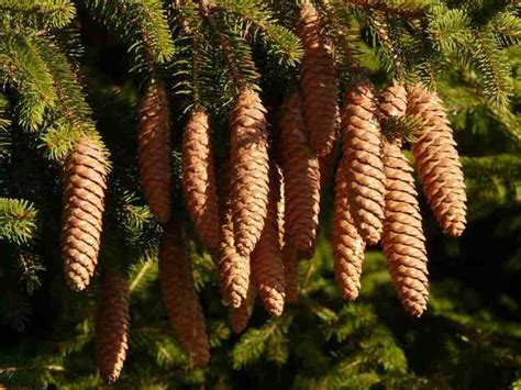 How Fast Do Pine Trees Grow? - Gardening Channel