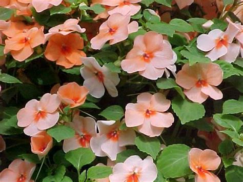 Impatiens walleriana - KERALA FLORA