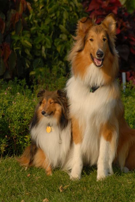 Tri Color Sheltie Puppies for Sale - BubaKids.com