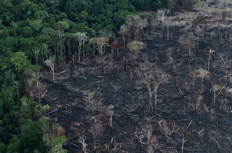 Amazon deforestation increases by record 25% in 1st half of 2020 ...