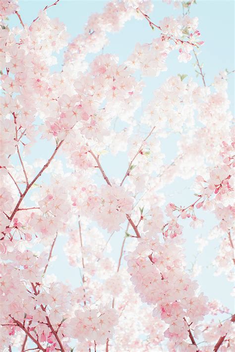 Pastel Wallpaper Flowers Aesthetic - Download Free Mock-up