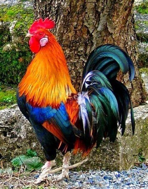 Новости | Beautiful chickens, Fancy chickens, Chickens backyard