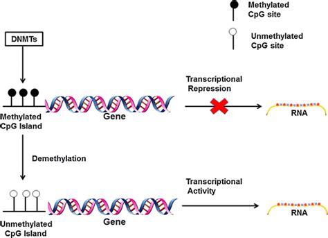 The schematic diagram for the basic process of DNA methylation... | Download Scientific Diagram