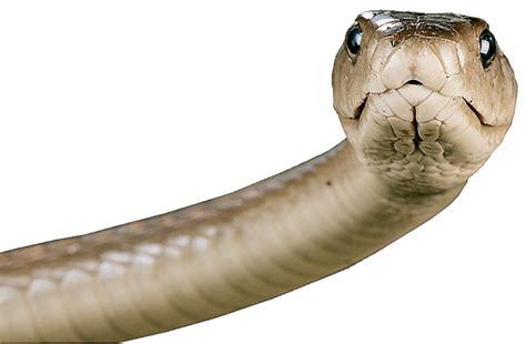 Snake Face PNG Image - PurePNG | Free transparent CC0 PNG Image Library