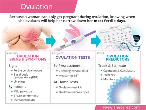 Because you can only get pregnant during ovulation, knowing when you ...