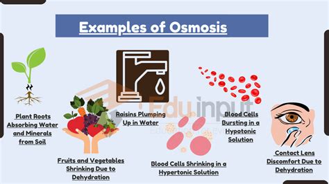 13 Examples of Osmosis