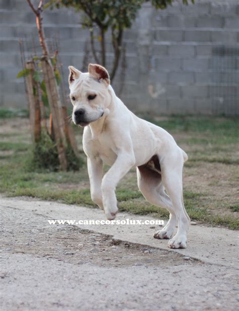 White Cane corso in Maxima lux kennel. #BestDogBreeds | Corso dog, Cute ...