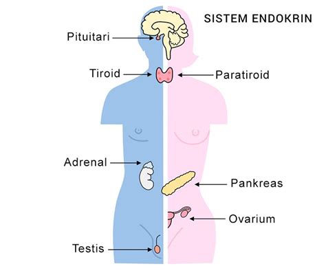 sistem kelenjar pituitari - Carolyn MacLeod