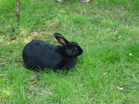 Amami Rabbit - Animals Photos