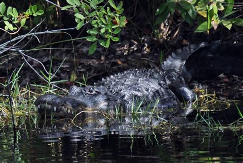 Everglades Tours | Everglades Adventure | Everglades Tours, Airboat Ride & Swamp Buggy Ride