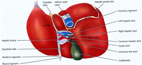 Diagram Of The Liver | World of Reference