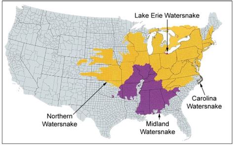 3 Types of WATER Snakes Found in New Hampshire! (2024) - Bird Watching HQ