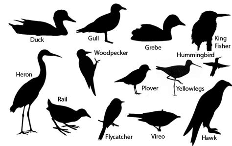 How to Identify Birds - Avian Report