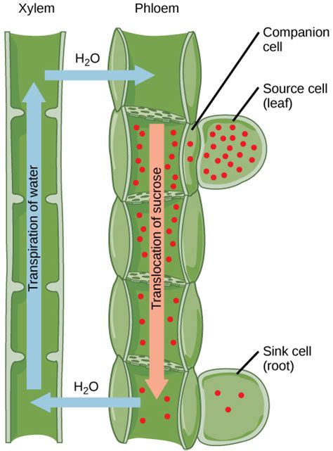 Xylem and Phloem Diagram | Quizlet