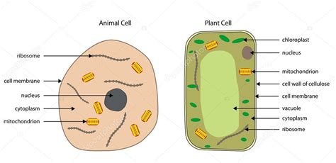 View 9 Plant Cell Labeled Diagram Simple - quoteqstand