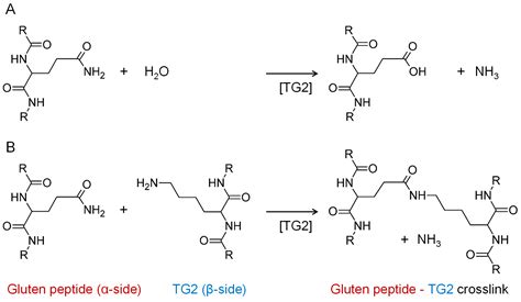 Nutrients | Free Full-Text | Comprehensive Detection of Isopeptides ...