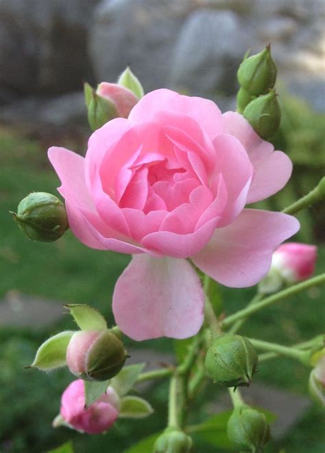 A small but lovely rose. | Beautiful rose flowers, Rose flower pictures, Amazing flowers