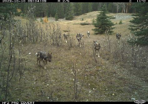 New wolf pack forms in Banff National Park - Okotoks & Foothills News