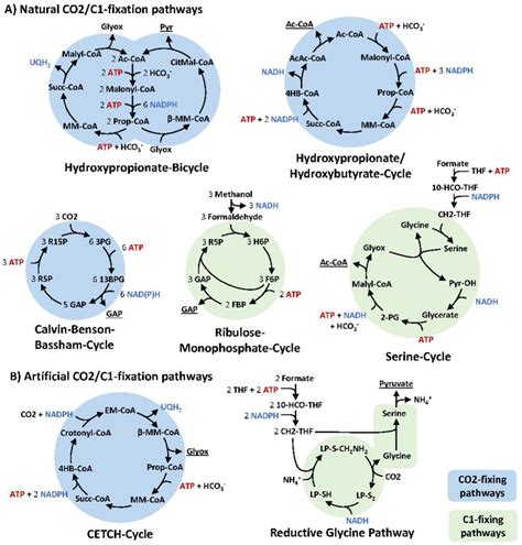 Awakening A Latent Carbon Fixation Cycle In Escherichia, 53% OFF