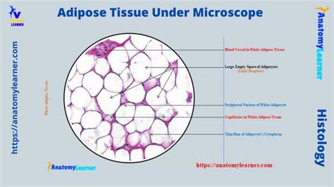 Loose Adipose Tissue