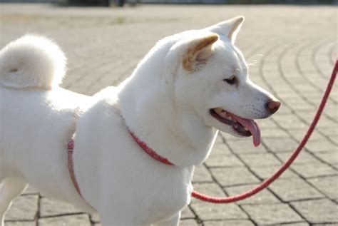 File:Shiba Inu cream.jpg - Wikipedia, the free encyclopedia