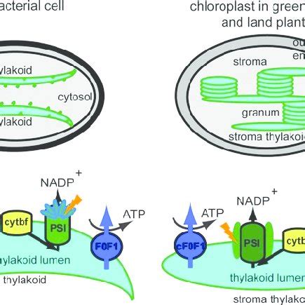 Thylakoid membrane organization and composition in cyanobacteria and ...