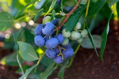 How To Fertilize Blueberry Bushes In 6 Easy Steps