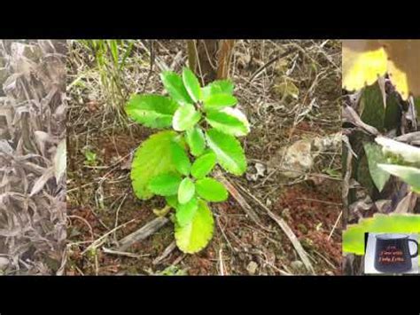 Leaf of Life Benefits . - YouTube