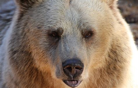 Bear Grizzly Wildlife - Free photo on Pixabay