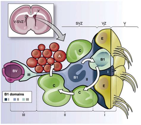 IJMS | Free Full-Text | Fractone Stem Cell Niche Components Provide Intuitive Clues in the ...