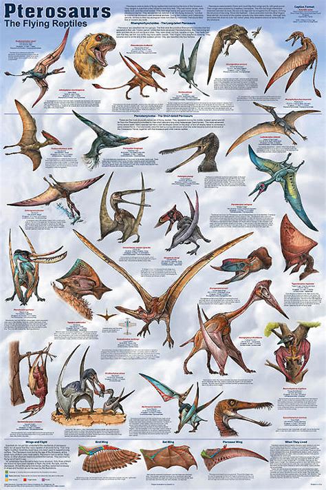 Pterosaurs - gint flying reptiles