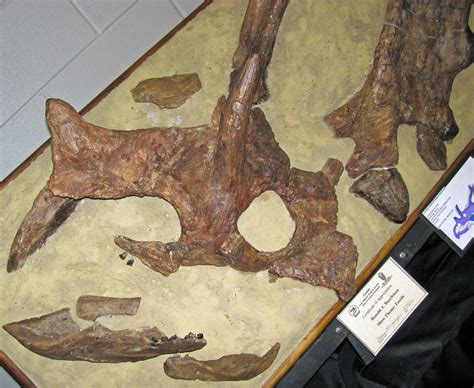 Chasmosaurus belli ceratopsian dinosaur skull (Judith Rive… | Flickr
