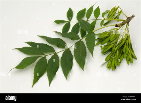 Common Ash, European Ash (Fraxinus excelsior), twig with leaves and Stock Photo: 21401885 - Alamy