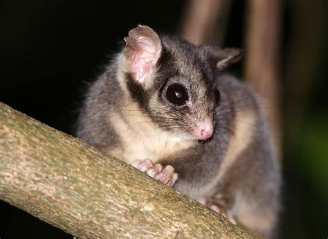 Leadbeater’s Possum – Go Birding