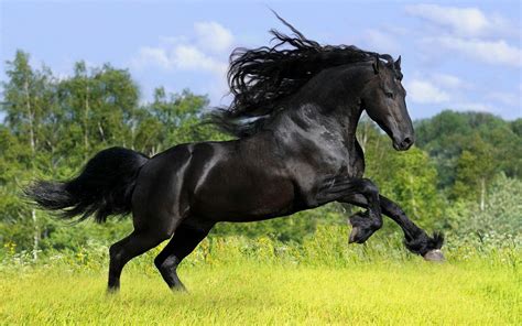 NameBright - Coming Soon | Horses, Black horses, Horse wallpaper