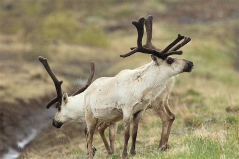 Reindeer (Rangifer Tarandus) Caribou, Iceland Stock Image - Image of horn, antarctic: 162751069