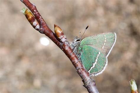 Colorado | Butterflies and Moths of North America