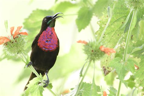 Scarlet-chested Sunbird – Holmen Birding Safaris