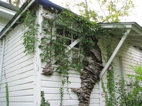 Why these massive wasp 'super nests' are popping up in Alabama | CBC Radio