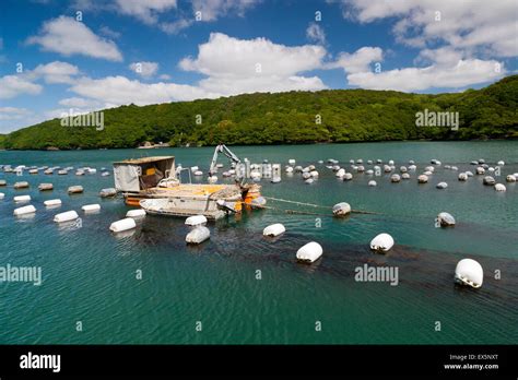 mussel Farming On The River Fal,Cornwall, South West,UK Stock Photo - Alamy